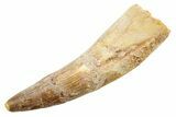 Fossil Spinosaurus Tooth - Real Dinosaur Tooth #362843-1